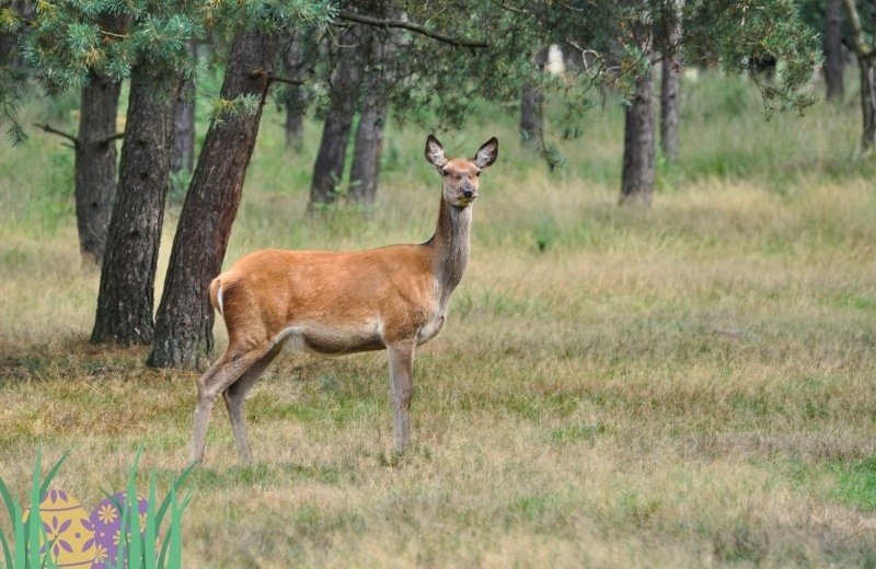 Ostern veluwe reh