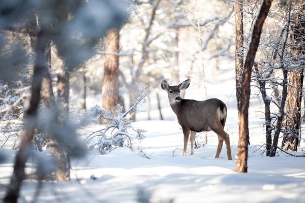 Mit etwas Gl&uuml;ck Rehe entdecken