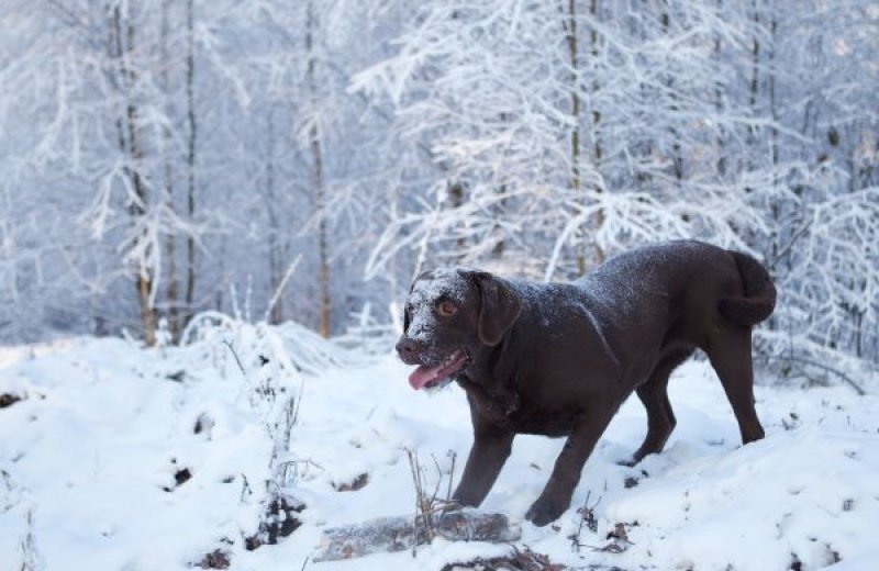 Wintercamping mit Hund