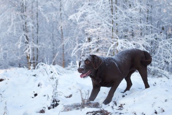 Wintercamping mit Hund